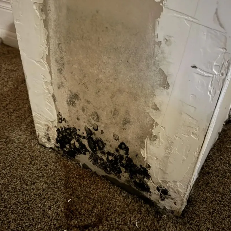 Professional Mold Removal in Granite Falls, NC